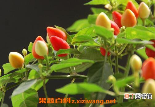 五彩椒什么时候播种 五彩椒的种植方法