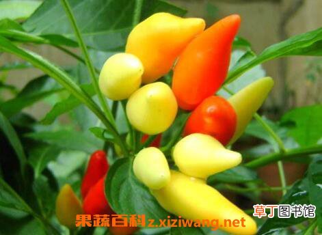 五彩椒什么时候播种 五彩椒的种植方法