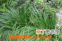 石菖蒲的功效与作用