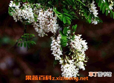 槐树花的功效与作用