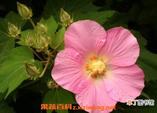 木芙蓉图片 木芙蓉的功效与作用