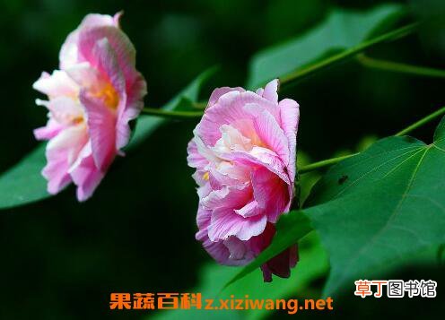 木芙蓉花的养殖方法 养殖木芙蓉花的注意事项