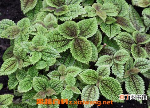 皱叶冷水花会开花吗 皱叶冷水花的养殖方法和注意事项