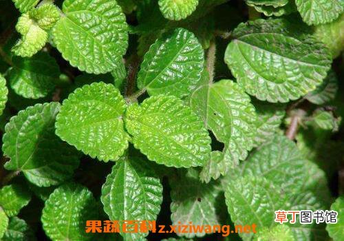 皱叶冷水花会开花吗 皱叶冷水花的养殖方法和注意事项