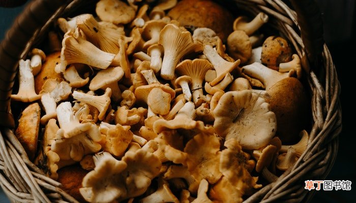 梦见鸡枞菌是什么意思