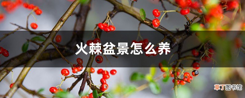 火棘盆景怎么养