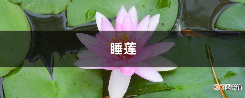 午时花什么时候开,怎么养花朵才开的更鲜艳