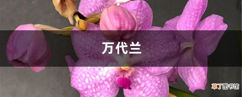 万代兰怎么种植，养殖的注意事项有哪些