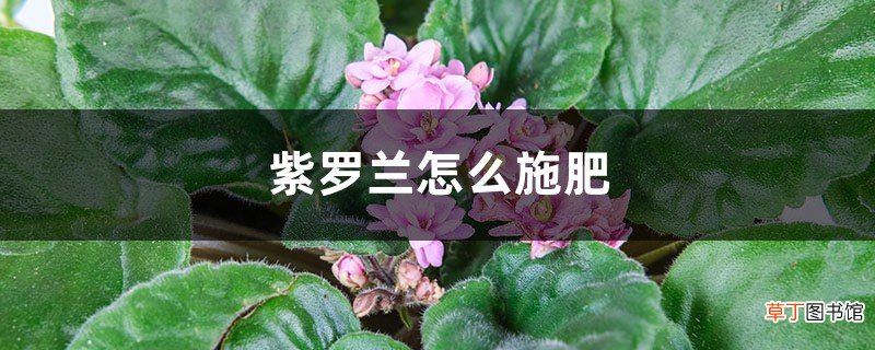 紫罗兰怎么施肥