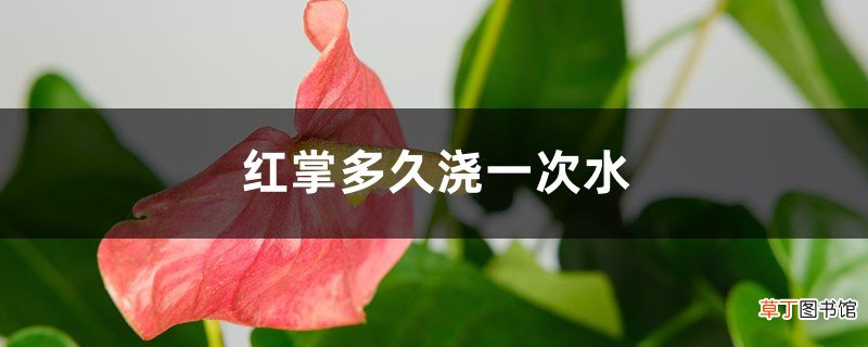 红掌多久浇一次水