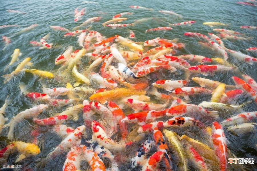 鲤鱼是发物吗?哪些人不宜吃? 为什么不能吃鲤鱼
