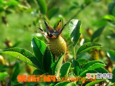 金樱子是什么 金樱子的功效与作用