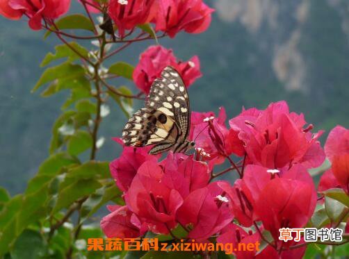三角梅的修剪方法 三角梅的栽培方法