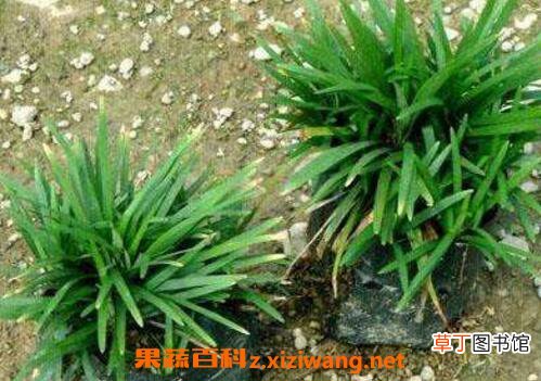 玉龙草和麦冬草的区别 玉龙草怎么种植