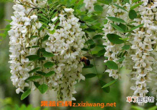 槐花的功效与作用 槐花的吃法