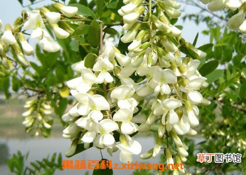 槐花的功效与作用 槐花的吃法