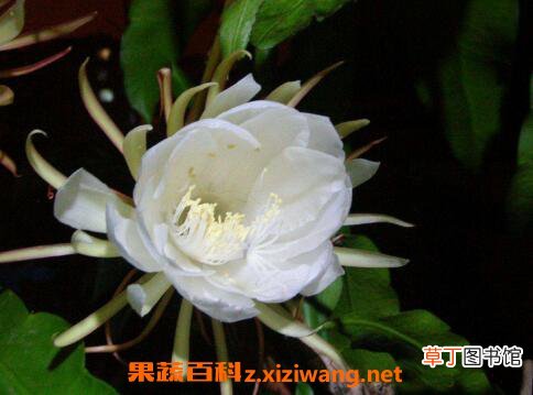 昙花摘下来如何保存 昙花的保存方法