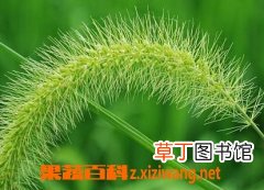 伸筋草的功效与作用