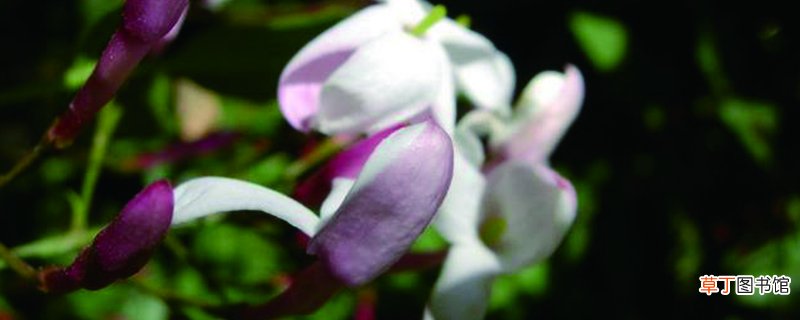 素馨花怎么养