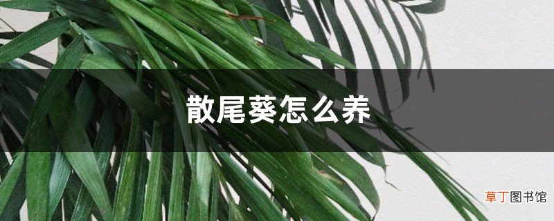 散尾葵怎么养