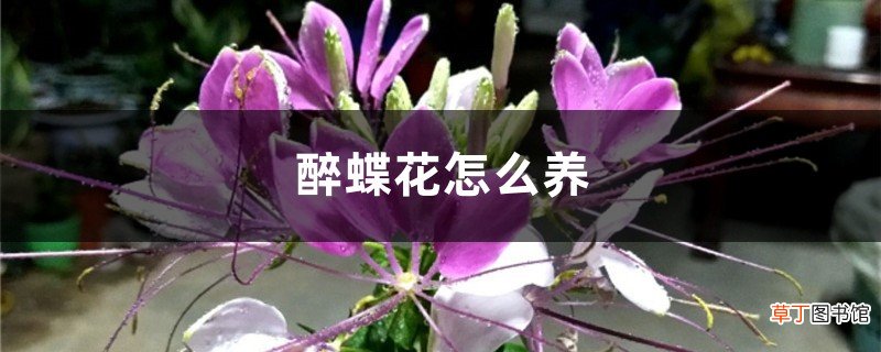 醉蝶花怎么养