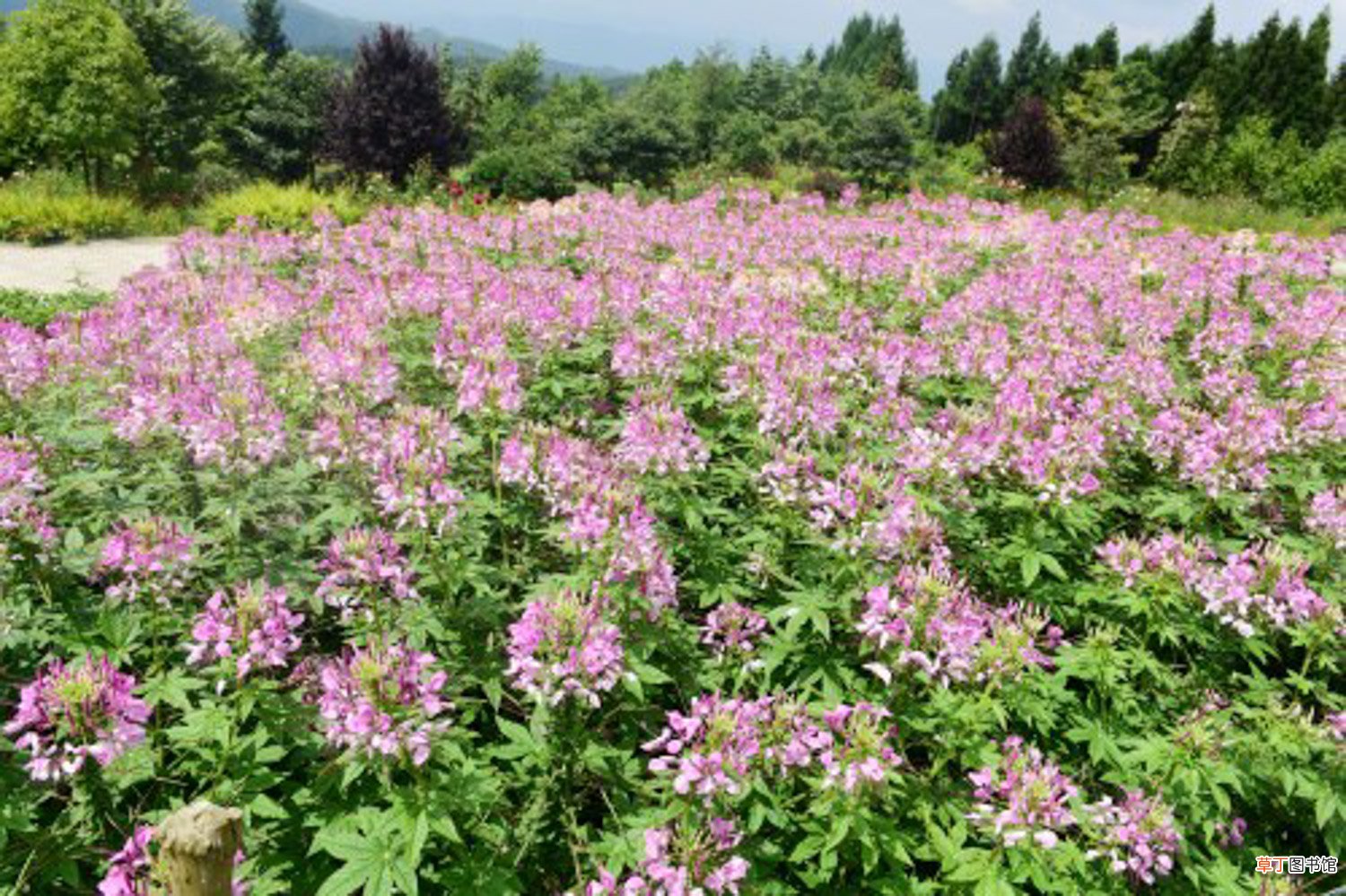 醉蝶花怎么养