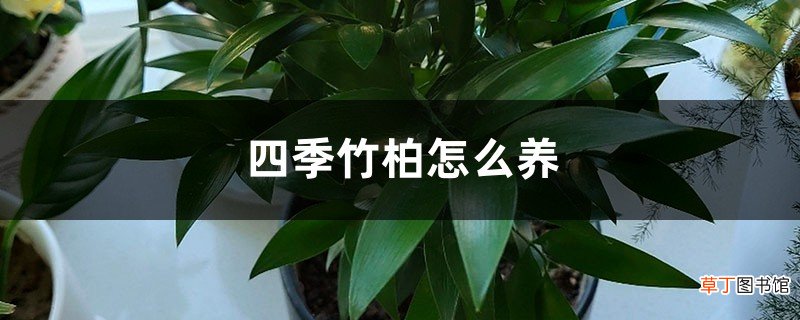 四季竹柏怎么养