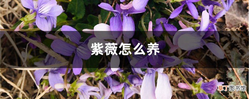 紫薇怎么养