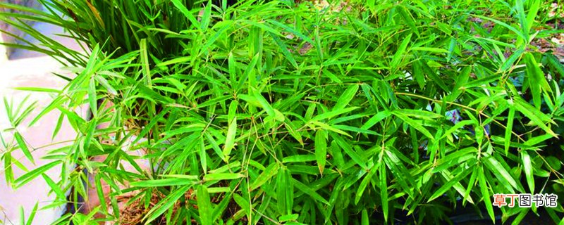 观音竹的养殖方法和注意事项，和富贵竹有什么区别
