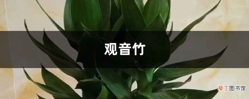 观音竹怎么水培，掌握养护要点就可长得很好