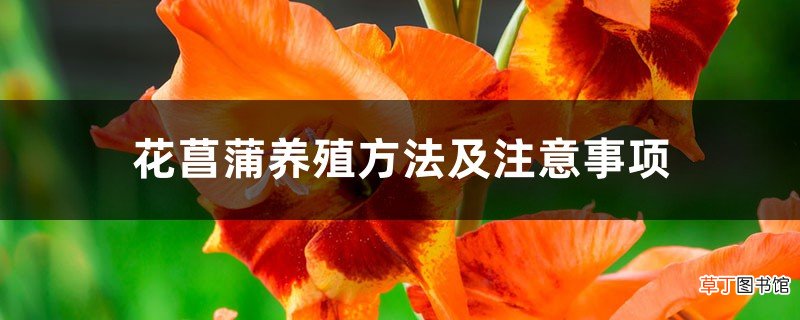 花菖蒲养殖方法及注意事项