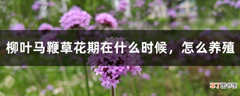 柳叶马鞭草花期在什么时候，怎么养殖
