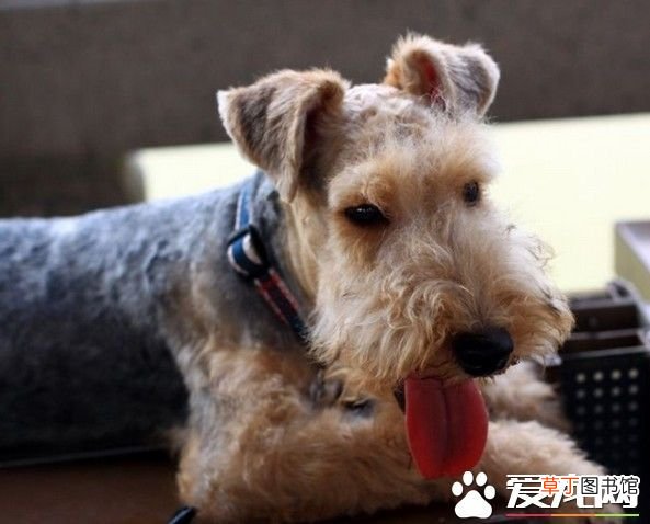 如何辨别湖畔梗和威尔士梗？ 湖畔梗和万能梗区别