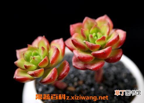 蒂亚多肉怎么养蒂亚多肉的养殖技巧