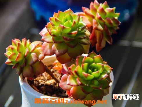蒂亚多肉怎么养蒂亚多肉的养殖技巧