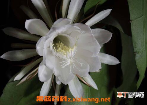 昙花怎么养 昙花种子种植方法