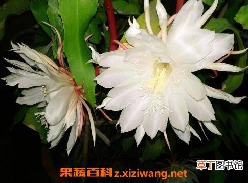 昙花怎么养 昙花种子种植方法