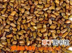 决明子的副作用