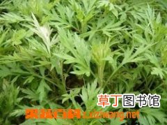 艾叶有何功效 桑葚的功效和作用