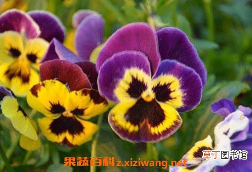 三色堇图片 三色堇的养殖方法技巧