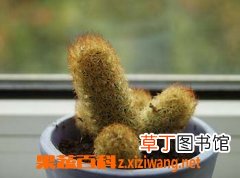 仙人掌花朵的药用价值