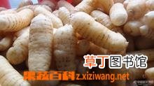 天麻的作用与功效