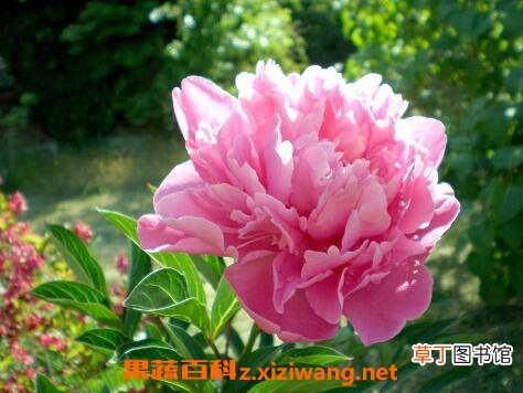 牡丹花如何种植 牡丹花的种植方法技巧