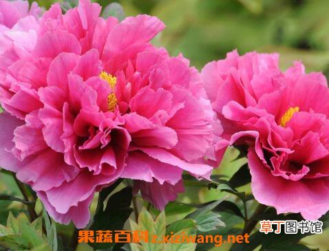 牡丹花如何种植 牡丹花的种植方法技巧