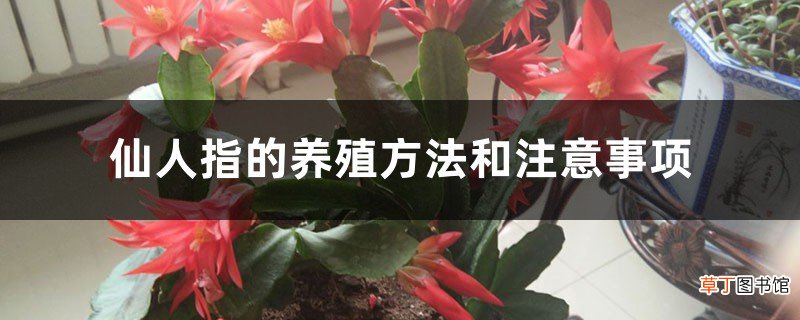 仙人指的养殖方法和注意事项