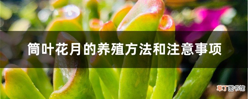 筒叶花月的养殖方法和注意事项