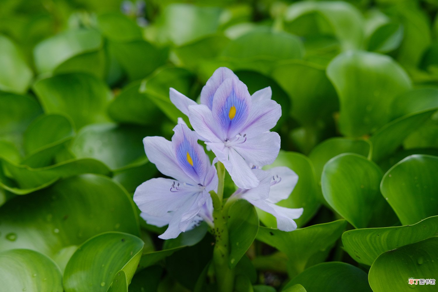 水葫芦怎么养