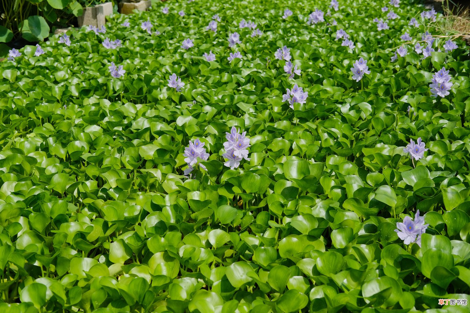 水葫芦怎么养