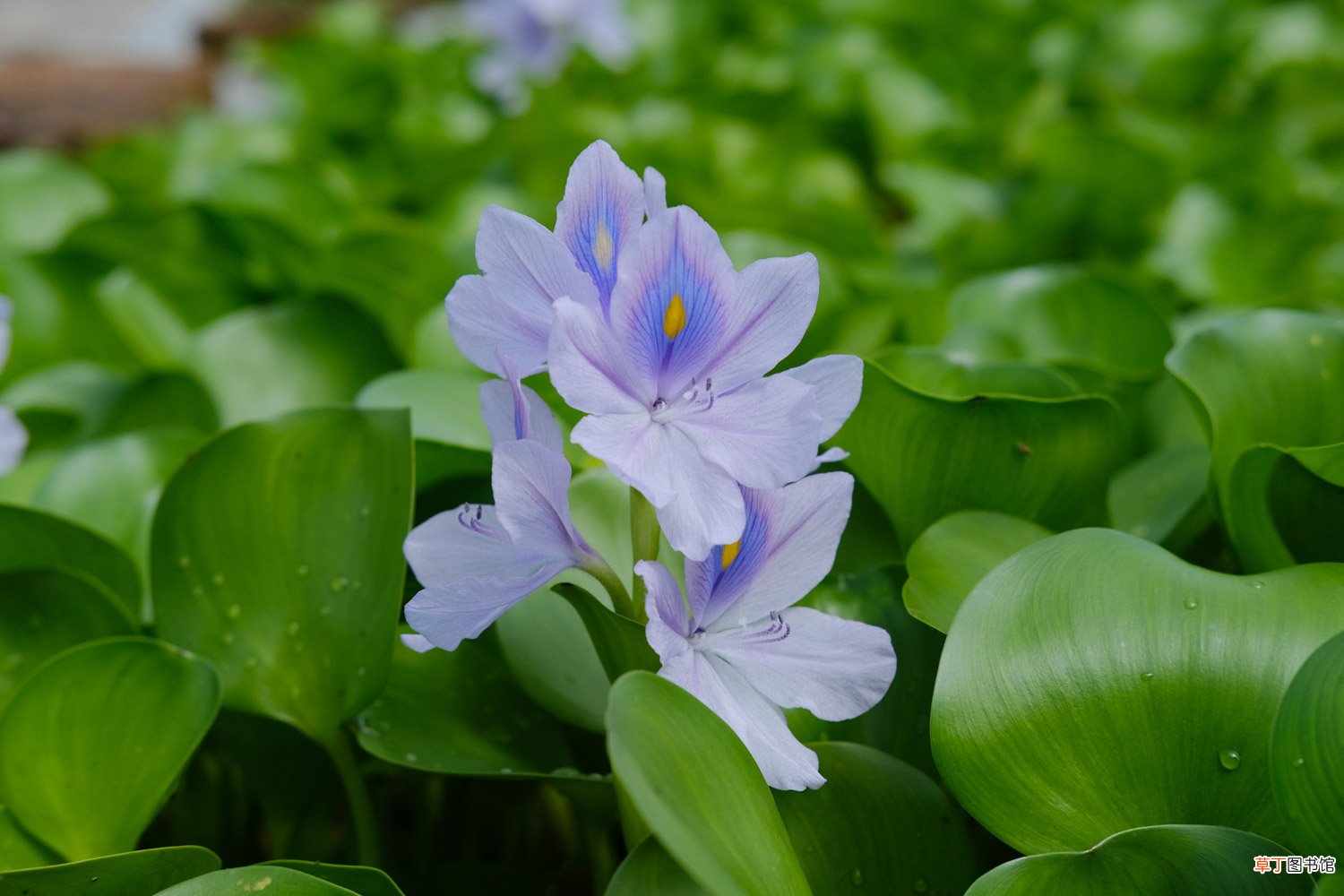 水葫芦怎么养