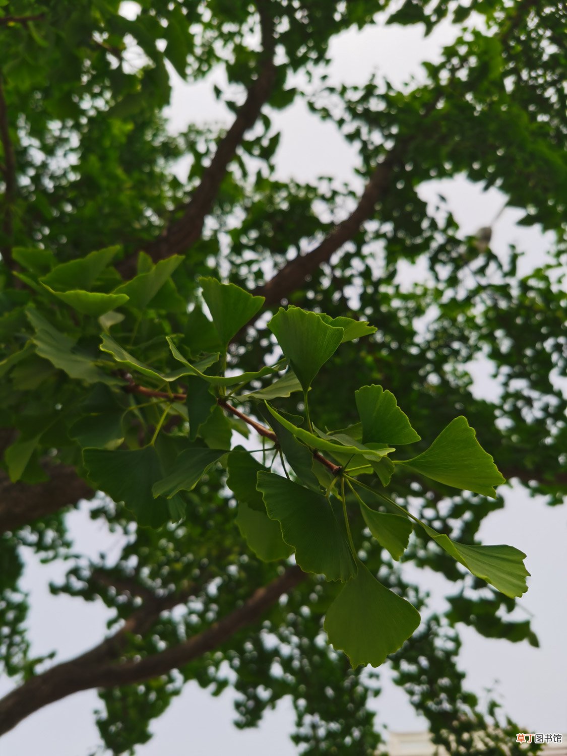 盆栽银杏树怎么养